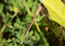 Gemeine Winterlibelle, Sympecma fusca, junges Männchen (1).