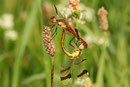 Kopula der Gebänderten Heidelibelle, Sympetrum pedemontanum (1).