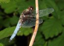Plattbauch, Libellula depressa, erwachsenes Männchen.
