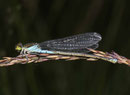Kleines Granatauge, Erythromma viridulum, erwachsenes Weibchen (3).