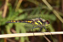 Schwarze Heidelibelle, Sympetrum danae, halb ausgefärbtes Männchen.