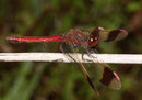 Gebänderte Heidelibelle, Sympetrum pedemontanum, erwachsenes Männchen (1).