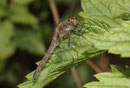 Gemeine Heidelibelle, Sympetrum vulgatum, reifes Weibchen.