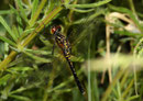 Östliche Moosjungfer, Leucorrhinia albifrons, Weibchen...