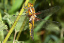 Plattbauch, Libellula depressa, juveniles Männchen.