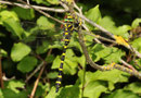 Zweigestreifte Quelljungfer, Ssp. Cordulegaster boltonii immaculifrons, erwachsenes Männchen (2).