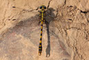 Große Zangenlibelle, Onychogomphus uncatus, erwachsenes Männchen (3).
