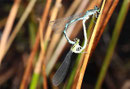 Speer - Azurjungfer, Coenagrion hastulatum, Kopula.