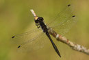 Schwarze Heidelibelle, Sympetrum danae, erwachsenes, ausgefärbtes Männchen.