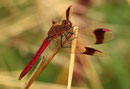 Gebänderte Heidelibelle, Sympetrum pedemontanum, erwachsenes Männchen (3).