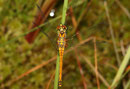 Schwarze Heidelibelle, Sympetrum danae, junges Weibchen.