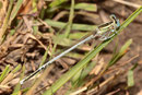 Weiße Federlibelle, Platycnemis latipes, erwachsenes Männchen (2).