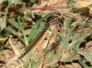 Helm - Azurjungfer, Coenagrion mercuriale, junges Weibchen.