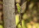 Grüne Mosaikjungfer, Aeshna viridis, erwachsenes Weibchen (2).