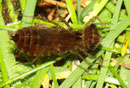 Vierfleck, Libellula quadrimaculata, Larve im letzten Stadium (1).
