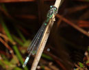 Hauben - Azurjungfer, Coenagrion armatum, erwachsenes Männchen (4).