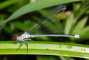 Großes Granatauge, Erythromma najas, erwachsenes Männchen (1).
