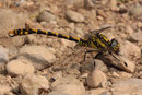 Große Zangenlibelle, Onychogomphus uncatus, erwachsenes Männchen (2).