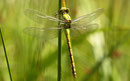Grüne Flussjungfer, Ophiogomphus cecilia, juveniles Männchen.