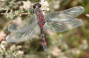 Nordische Moosjungfer, Leucorrhinia rubicunda, Männchen. Beachte die roten Flügelmale.