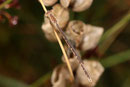 Ein juveniles Männchen der Sibirischen Witerlibelle, Sympecma paedisca (1).