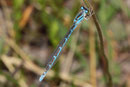 Südliche Azurjungfer, Coenagrion caerulescens, erwachsenes Weibchen.