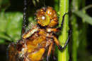 Plattbauch, Libellula depressa, Kopfstudie eines jungen Weibchens im Regen.