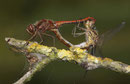 Gemeine Heidelibelle, Sympetrum vulgatum, Kopula (2).