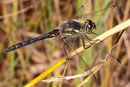 Schwarze Heidelibelle, Sympetrum danae, beinahe ausgefärbtes Männchen.