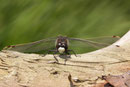 Nordische Moosjungfer, Leucorrhinia rubicunda, Männchen. Beachte die weiße Stirn.