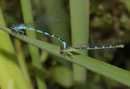 Vogel - Azurjungfer, Coenagrion ornatum, Tandemformation mit einem Weibchen der grünen Variante.