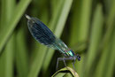 Gebänderte Prachtlibelle, Calopteryx splendens, erwachsenes Männchen (2).