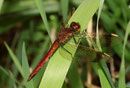 Gebänderte Heidelibelle, Sympetrum pedemontanum, jugendliches Männchen (1).
