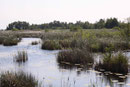 Hauben - Azurjungfer, Coenagrion armatum, Lebensraum (2).