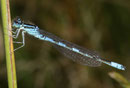 Gabel - Azurjungfer, Coenagrion scitulum, erwachsenes Männchen (1).