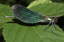 Blauflügel-Prachtlibelle, Calopteryx virgo, Männchen.