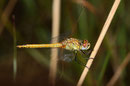 Frühe Heidelibelle, Sympetrum fonscolombii, junges Männchen, Seitenansicht.