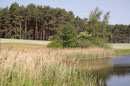 Fledermaus - Azurjungfer, Coenagrion pulchellum, Lebensraum (2).