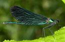 Blauflügel-Prachtlibelle, Calopteryx virgo, adultes Männchen (3).