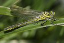 Westliche Keiljungfer, Gomphus pulchellus, sehr junges Männchen.