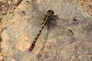 Westliche Zangenlibelle, Onychogomphus forcipatus unguiculatus, erwachsenes Männchen (4).