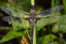 Vierfleck, Libellula quadrimaculata, altes Männchen.