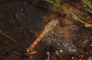 Gemeine Heidelibelle, Sympetrum vulgatum, einzelnes Weibchen bei der Eiablage (2).