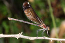 Calopteryx haemorrhoidalis nach der Eiablage.