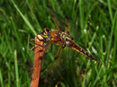 Vierfleck, Libellula quadrimaculata, junges Männchen (2), Seitenansicht.
