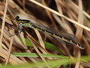 Gemeine Becherjungfer, Enallagma cyathigerum, Weibchen in der grünen Variante.