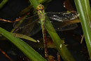 Grüne Mosaikjungfer, Aeshna viridis, erwachsenes Weibchen.