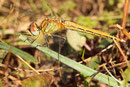 Frühe Heidelibelle, Sympetrum fonscolombii, junges Weibchen, Seitenansicht (2).