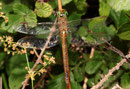 Keilfleck-Mosaikjungfer, Aeshna isoceles, erwachsenes Weibchen (1).
