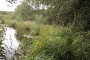 Westliche Keiljungfer, Gomphus pulchellus, Lebensraum (1).